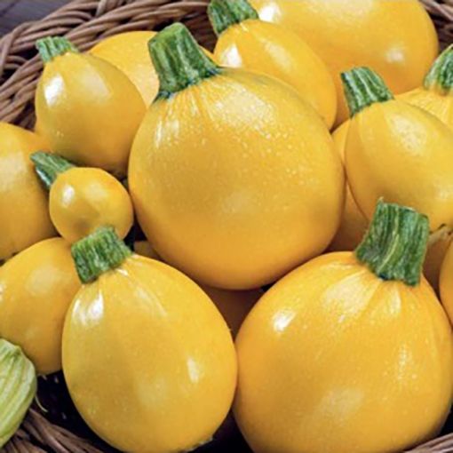 Image de COURGETTE BLANCHE BE 5KG- KG BIO