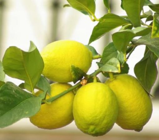 Image de CITRON VERDELLO IT 6KG - KG BIO