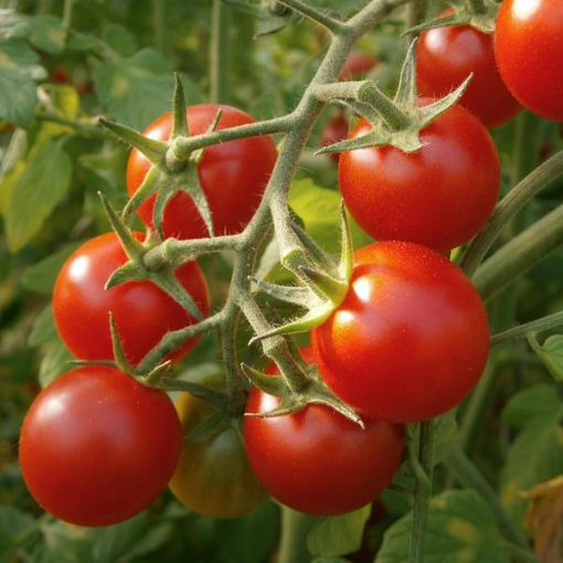 Image de TOMATE CERISE GRAPPE TBE 3KG - KG BIO