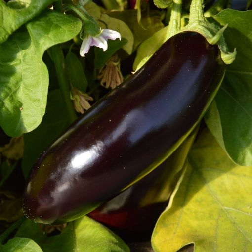 Image de AUBERGINE ES 5KG - KG BIO