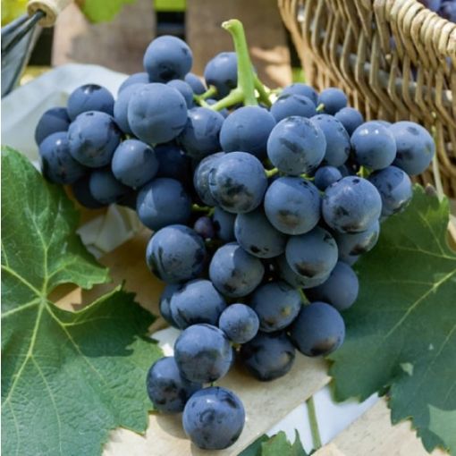 Image de RAISIN NOIR RIBOL FR  7KG - KG BIO