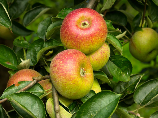 Image de POMME COURT PENDU 3.5KG - KG be