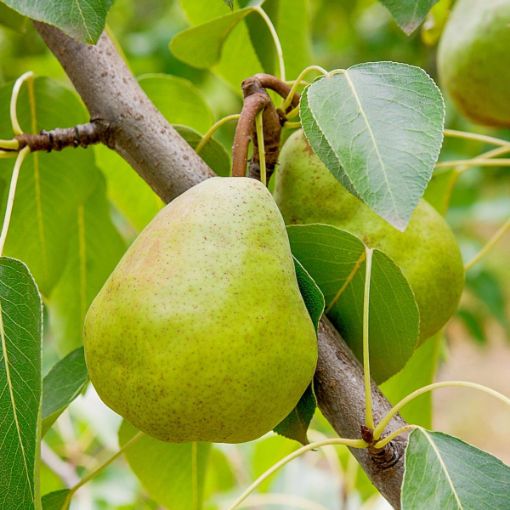 Image de POIRE DOYENNE NL 13KG - KG BIO