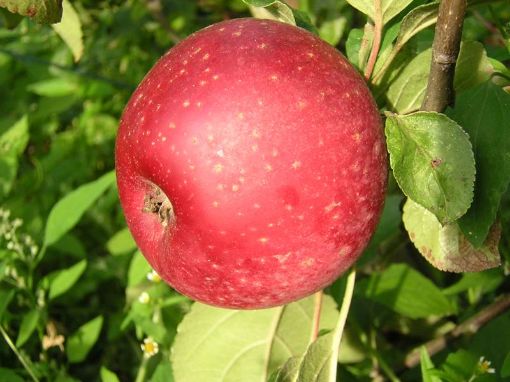 Image de POMME REINETTE BE 11KG - KG BIO