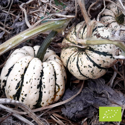 Image de COURGE PATIDOU BE 4KG - KG BIO