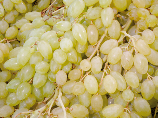 Image de RAISIN BLANC S PEPIN 4.5KG - KG it