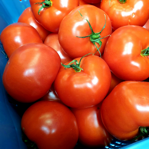 Image de TOMATE A70  7KG - KG be