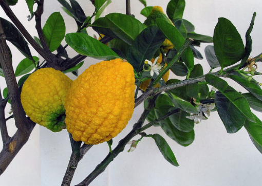 Image de CITRON CEDRAT IT 6 KG - KG BIO