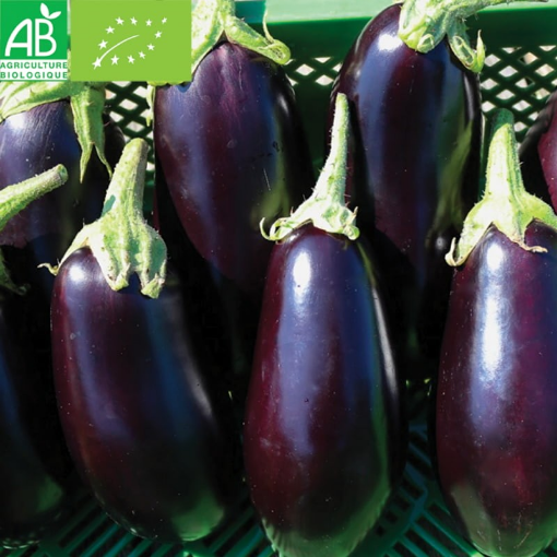 Image de AUBERGINE IT 5KG - KG BIO