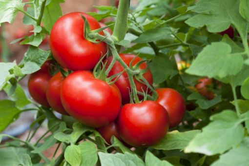 Image de TOMATE GRAPPE TBE 5KG - KG BIO