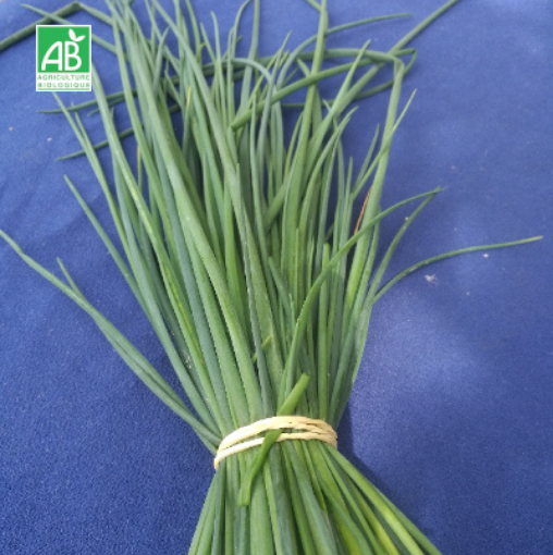 Image de CIBOULETTE FR 10 BT - BT BIO