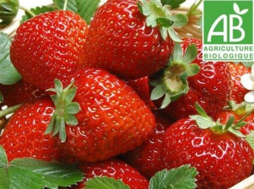 Image de FRAISE TBE 6X250 - PC BIO
