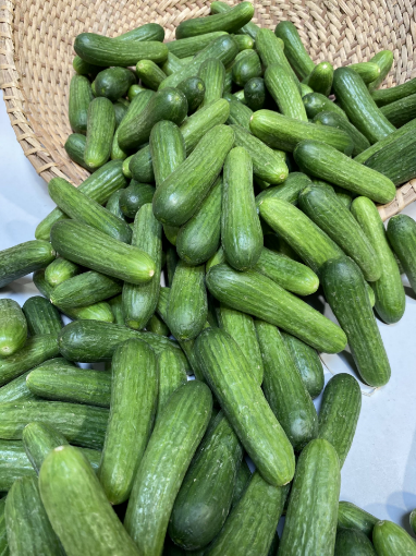 Image de MINI CONCOMBRE 5KG - KG be