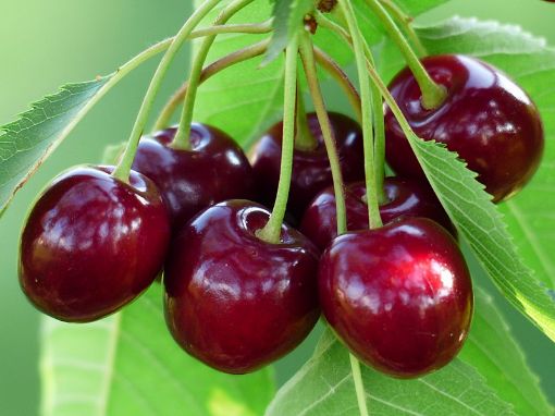 Image de CERISE ROUGE ES 2KG - KG BIO