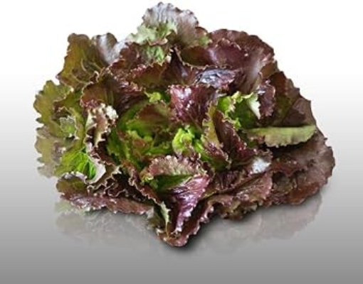 Image de SALADE BATAVIA ROUGE BE 8PC - PC BIO