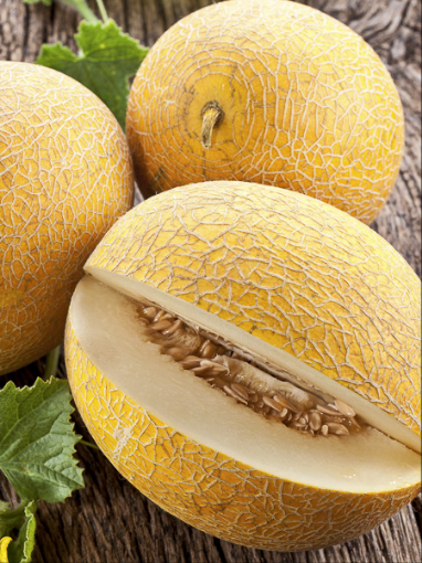 Image de MELON GALIA ES 7PC - PC BIO