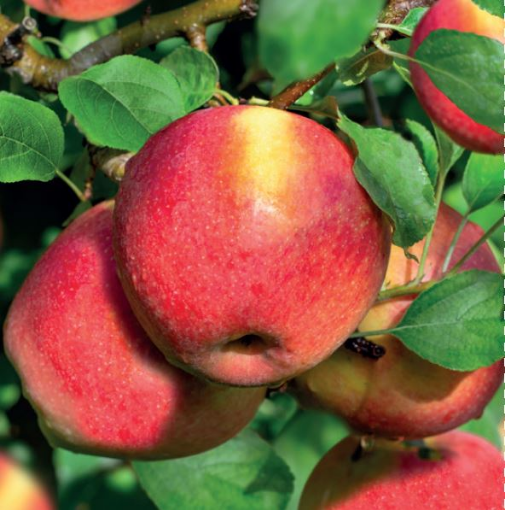 Image de POMME BRAEBURN FR 14KG - KG BIO