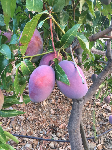 Image de MANGUE KENT CI 10PC PE - COLIS BIO