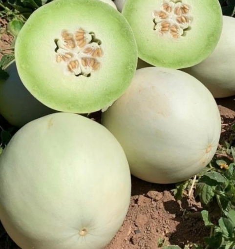 Image de MELON LUNE DE MIEL IT 6KG - KG BIO