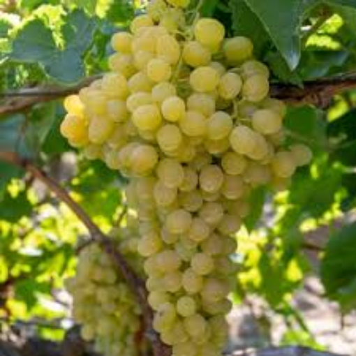 Image de RAISIN BLANC VITTORIA IT 6KG - KG BIO