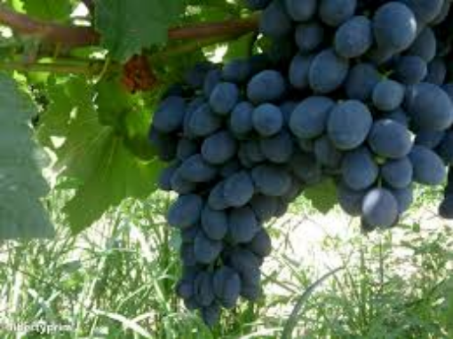 Image de RAISIN NOIR BLACK MAGIC IT 6KG - KG BIO