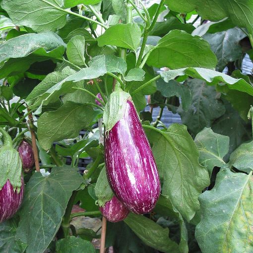 Image de AUBERGINE GRAFFITI NL 3KG - KG BIO