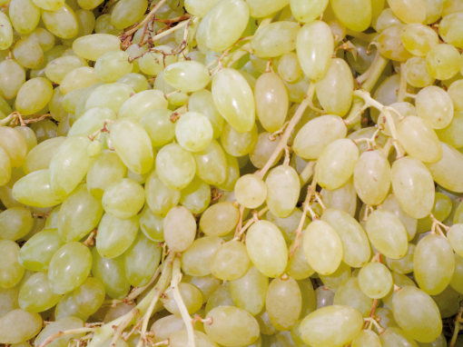 Image de RAISIN BLANC S PEPIN 4.5KG - KG eg