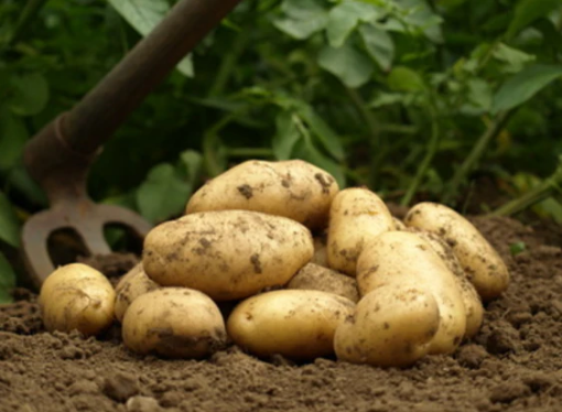 Image de PDT "ILE DE BATZ" FR 5KG - KG BIO