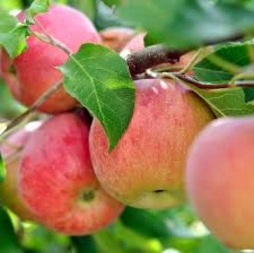 Image de POMME DALINSWEET FR 14KG - KG BIO