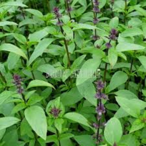 Image de BASILIC THAI BOTTE 8PC - PC BIO