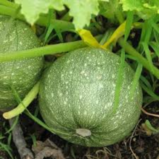 Image de COURGETTE RONDE VERTE BE 4KG-KG BIO