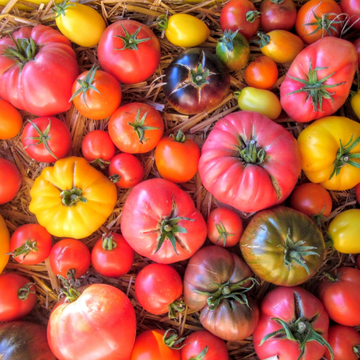 Image de TOMATE ANCIENNE MIXTE TBE 4KG - KG BIO