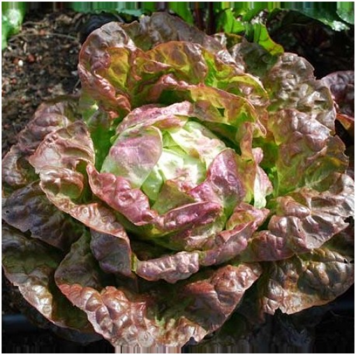 Image de SALADE LAITUE 4 SAISON BE 8PC - PC BIO
