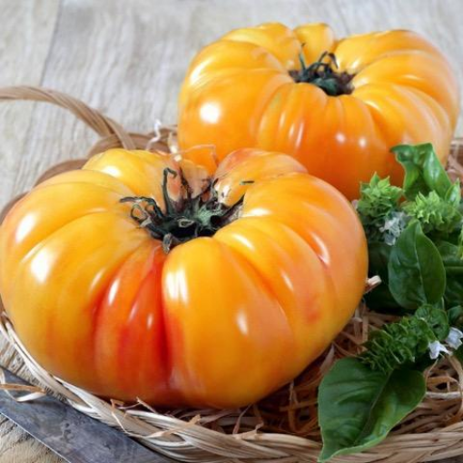 Image de TOMATE ANCIENNE JAUNE ANANAS BE 4KG - KG BIO