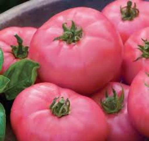 Image de TOMATE ANCIENNE ROSE DE BERNE BE 4KG - KG BIO