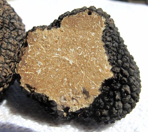 Image de TRUFFE ETE FRAIS - KG