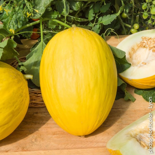 Image de MELON CANARI IT 15 KG- KG BIO