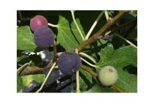 Image de FIGUE NOIRE ES 2 KG - KG BIO