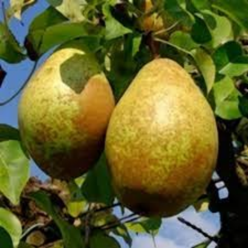 Image de POIRE GUYOT FR 13KG - KG BIO