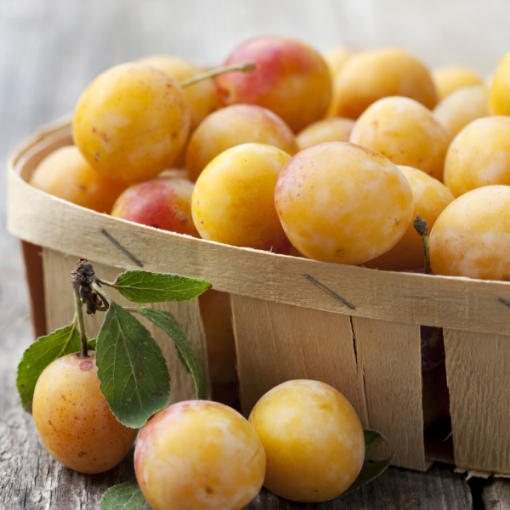 Image de PRUNE MIRABELLE FR 6 KG - KG BIO