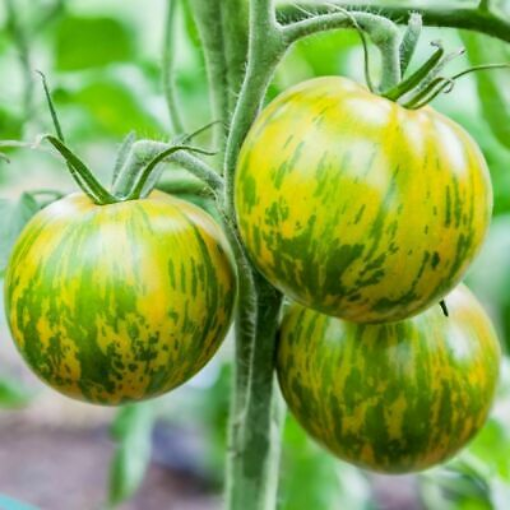 Image de TOMATE ANCIENNE GREEN ZEBRA BE 4KG - KG BIO