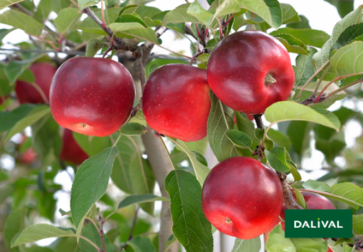Image de POMME GALA FR 8KG - KG BIO