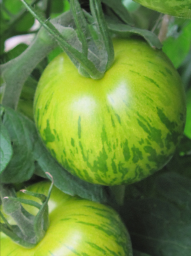 Image de TOMATE VERTE ZEBRA 4.5KG - KG fr