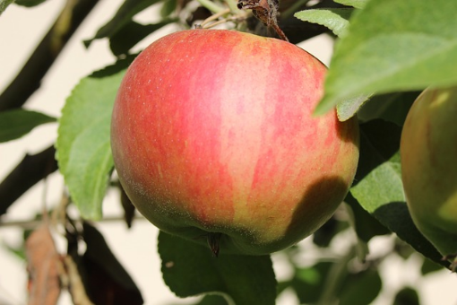 Image de POMME ELSTAR FR 8KG - KG BIO