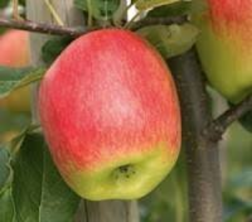 Image de POMME DELBAR ESTIVAL BE 11KG - KG BIO