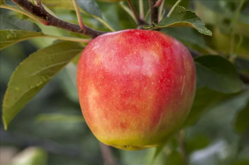 Image de POMME SANTANA PETIT CAL TBE 11KG - KG BIO