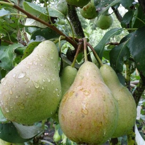 Image de POIRE TRIOMPHE DE VIENNE TBE 13KG - KG BIO