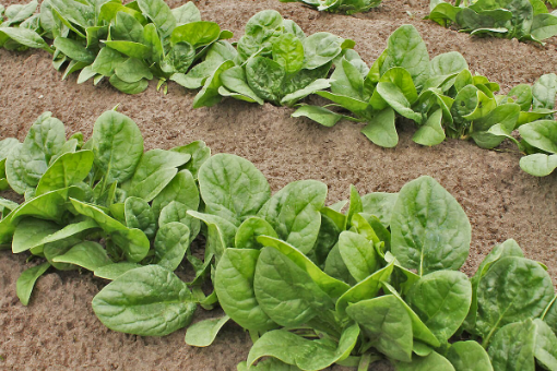Image de EPINARD TBE 3KG - KG BIO