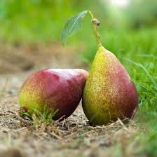 Image de POIRE Q-TEE TBE 13KG - KG BIO