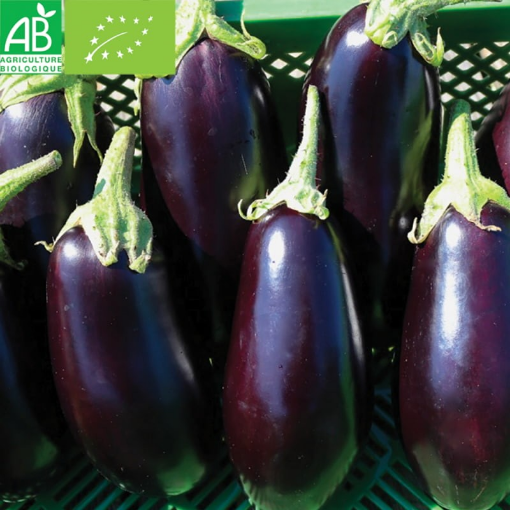 Image de AUBERGINE ES 5KG - KG BIO
